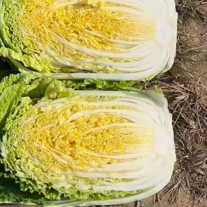 东北黄心大白菜，适合走市场菜，酸菜厂，泡菜厂4567斤