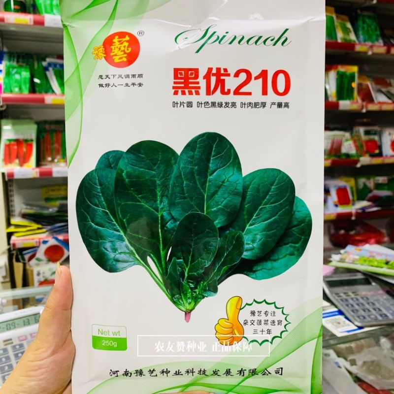 黑优210进口黑圆叶菠菜种子叶片肥厚黑绿发亮趴地菠菜种子
