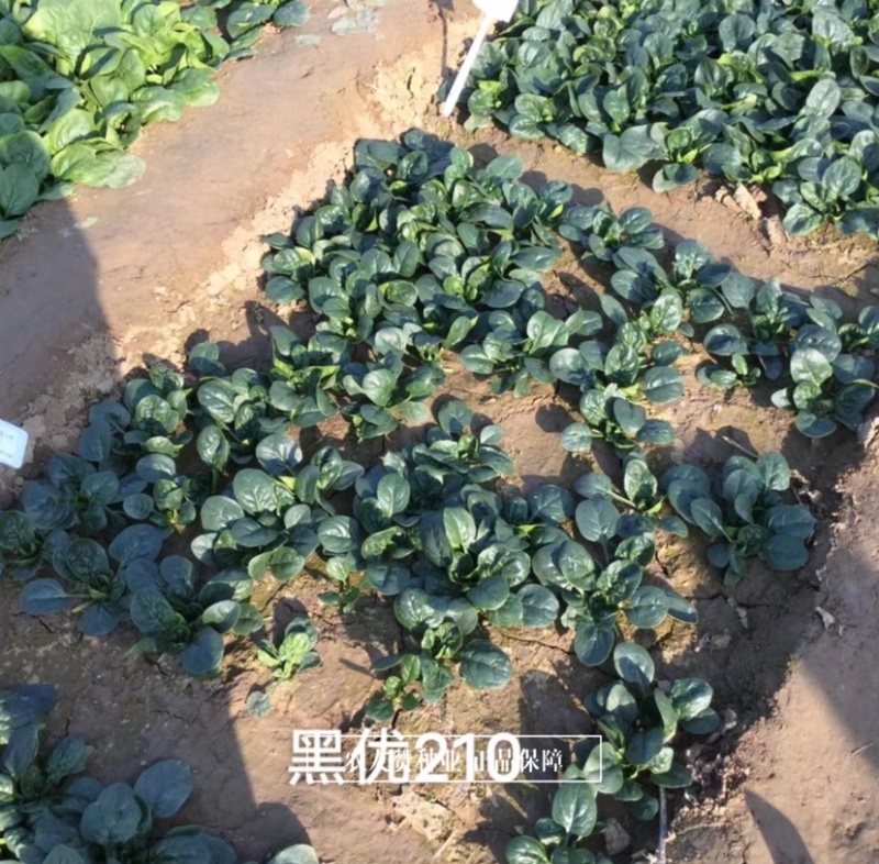 黑优210进口黑圆叶菠菜种子叶片肥厚黑绿发亮趴地菠菜种子