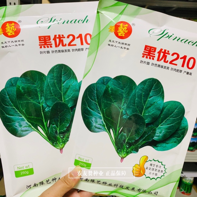 黑优210进口黑圆叶菠菜种子叶片肥厚黑绿发亮趴地菠菜种子