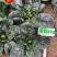 黑优210进口黑圆叶菠菜种子叶片肥厚黑绿发亮趴地菠菜种子