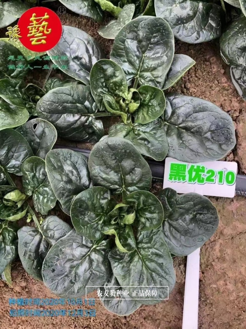 黑优210进口黑圆叶菠菜种子叶片肥厚黑绿发亮趴地菠菜种子