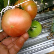 原味西红柿，自然成熟。