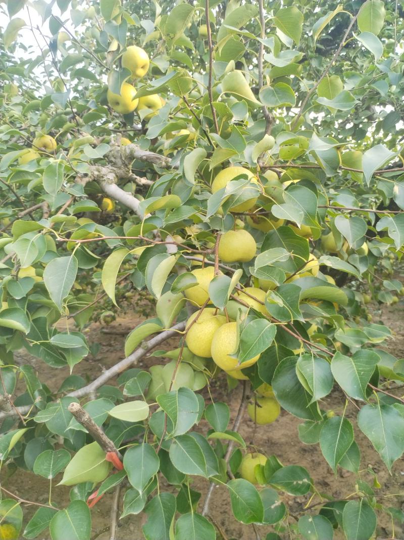 酥梨。。，黄梨脆梨，老梨树，自家梨树，量大优惠