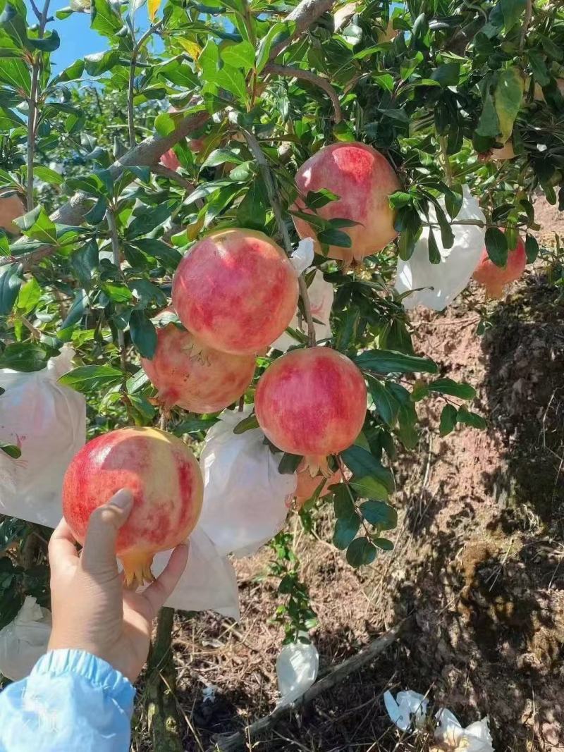 会理突尼斯软仔石榴可以开始发货了。电商、市场档口可以发货