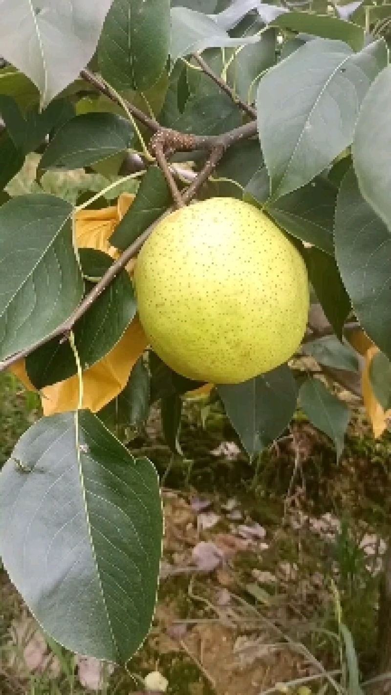 【精选】雪花梨泸西高原梨基地直供量大从优