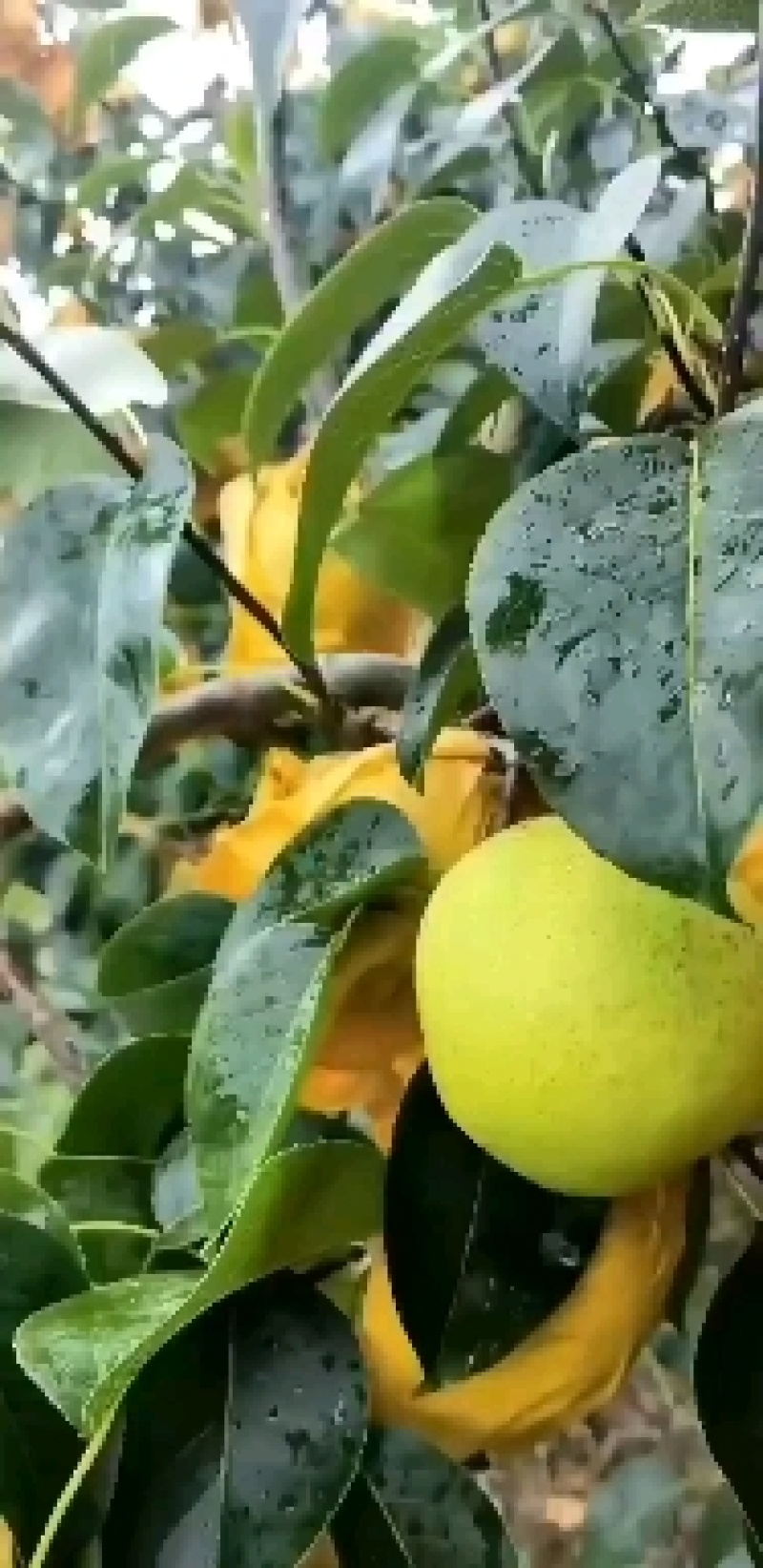 【精选】雪花梨泸西高原梨基地直供量大从优