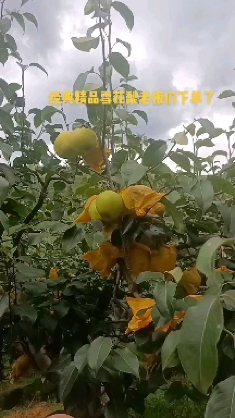 【精选】雪花梨泸西高原梨基地直供量大从优