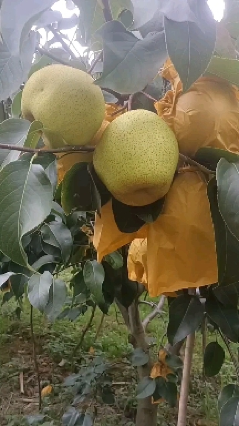 【精选】雪花梨泸西高原梨基地直供量大从优