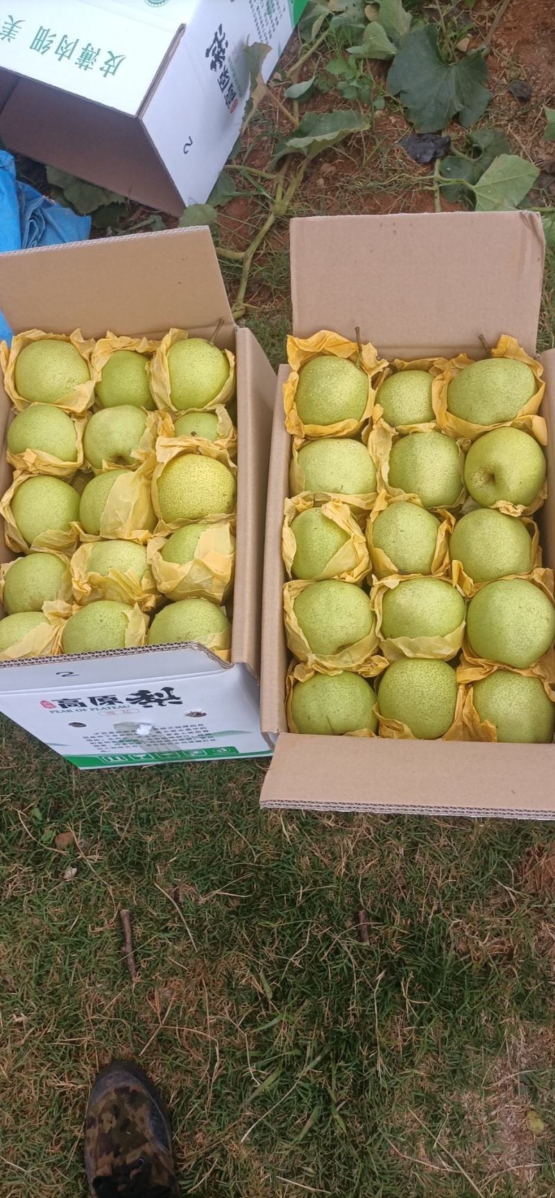【精选】雪花梨泸西高原梨基地直供量大从优