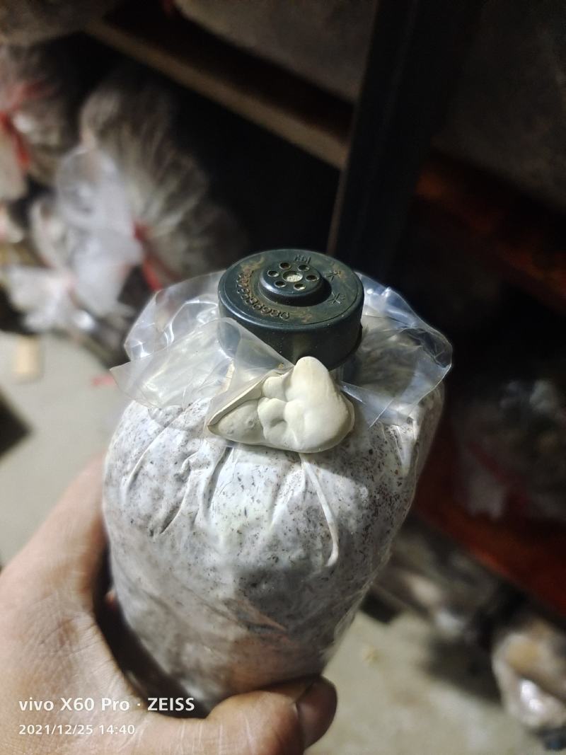 广西黑灵芝紫灵芝菌种，椴木种植的灵芝菌种，提供技术指导