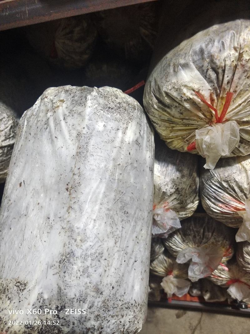 广西黑灵芝紫灵芝菌种，椴木种植的灵芝菌种，提供技术指导