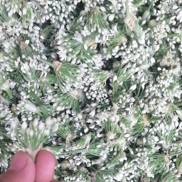 鲜韭菜花新鲜韭菜花，货量充足，欢迎加工厂老板联系。！