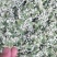 鲜韭菜花新鲜韭菜花，货量充足，欢迎加工厂老板联系。！