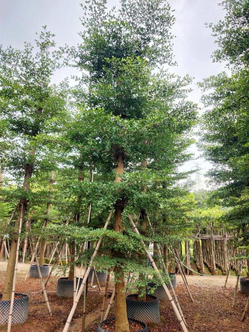 小叶榄仁树苗户外别墅庭院风景树细叶榄仁雨伞树行道遮阴绿化