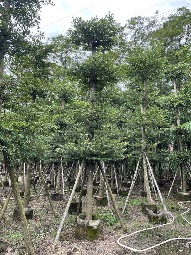 小叶榄仁树苗户外别墅庭院风景树细叶榄仁雨伞树行道遮阴绿化