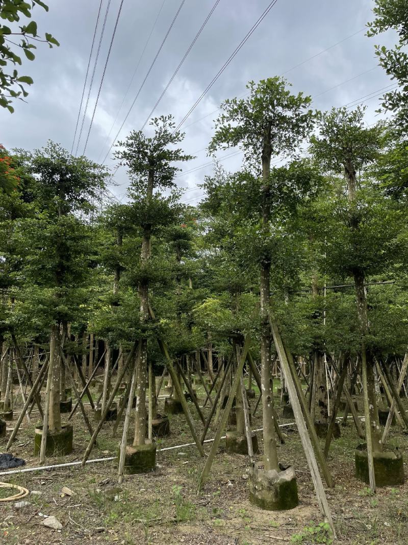 小叶榄仁树苗户外别墅庭院风景树细叶榄仁雨伞树行道遮阴绿化