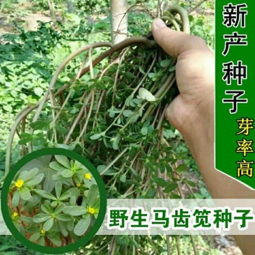 马齿苋种子农家大田四季播种蚂蚱菜阳台盆栽食用春秋野菜种子