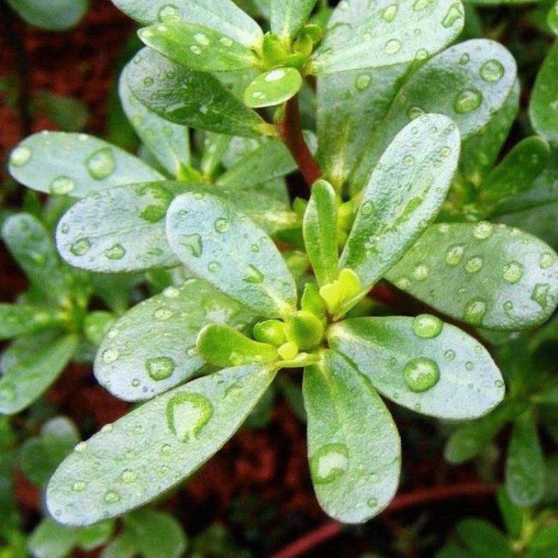 马齿苋种子农家大田四季播种蚂蚱菜阳台盆栽食用春秋野菜种子