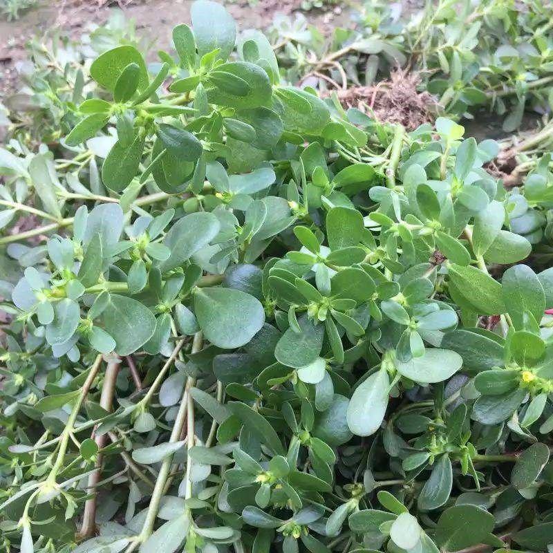 马齿苋种子农家大田四季播种蚂蚱菜阳台盆栽食用春秋野菜种子