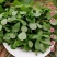 马齿苋种子农家大田四季播种蚂蚱菜阳台盆栽食用春秋野菜种子