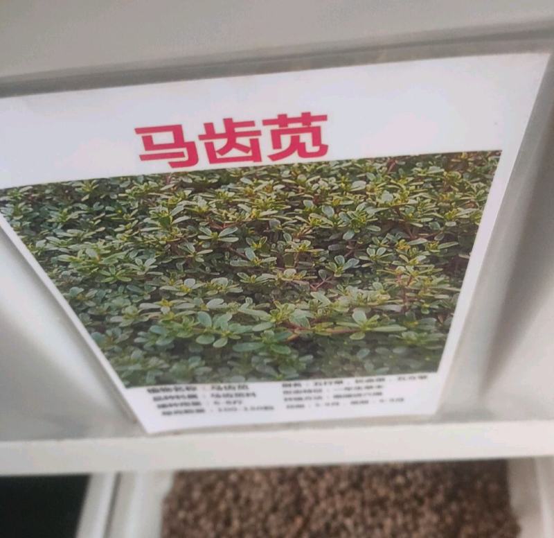 马齿苋种子农家大田四季播种蚂蚱菜阳台盆栽食用春秋野菜种子