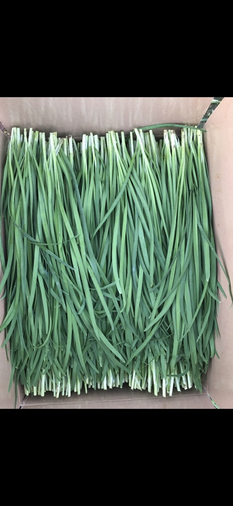 徐闻大叶韭菜