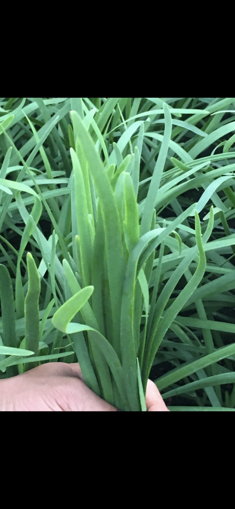 徐闻大叶韭菜