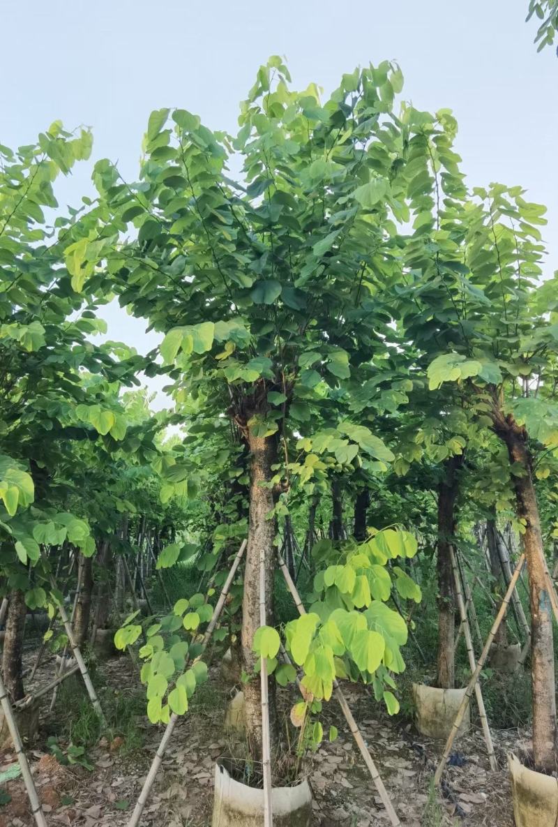 宮粉羊蹄甲红花紫荆公园小区行道树观景树5分-15分