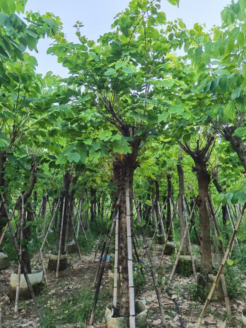 宮粉羊蹄甲红花紫荆公园小区行道树观景树5分-15分