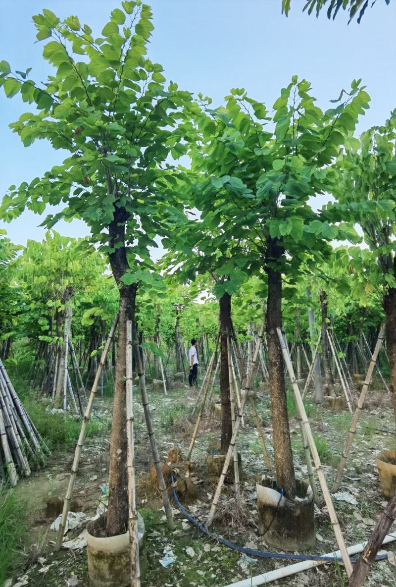 宮粉羊蹄甲红花紫荆公园小区行道树观景树5分-15分