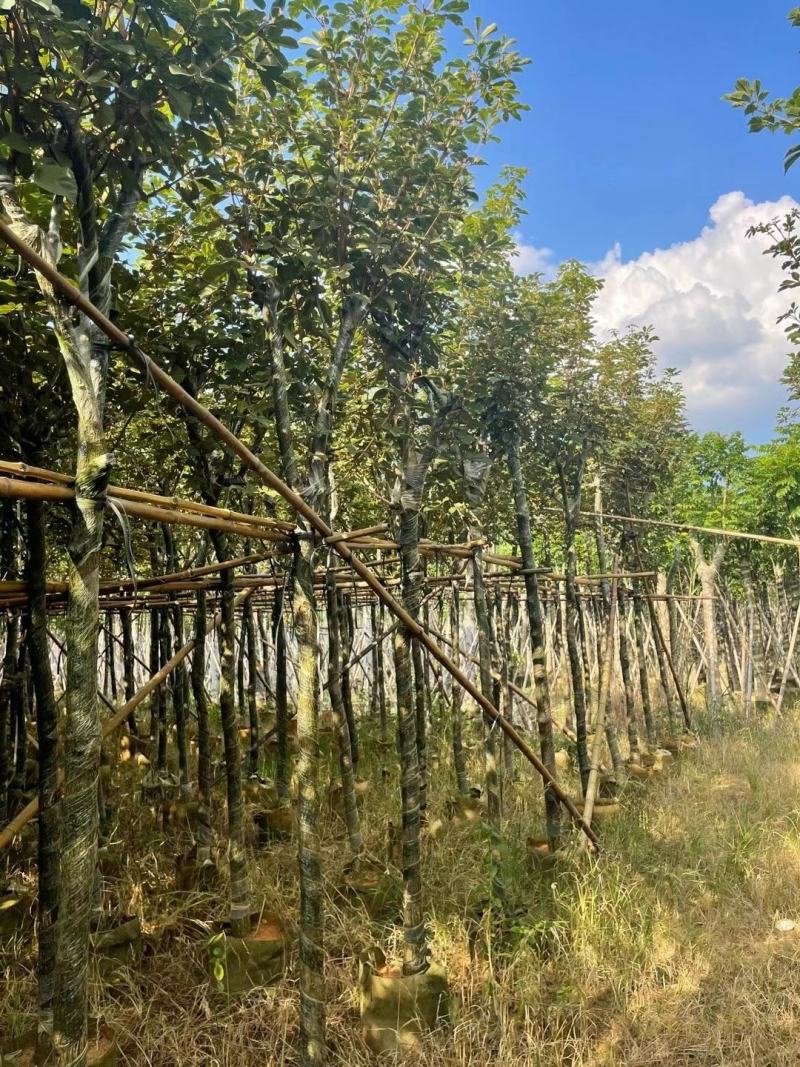 黄花风铃木绿植物工程风景树供应实在绿化景3-4-5分