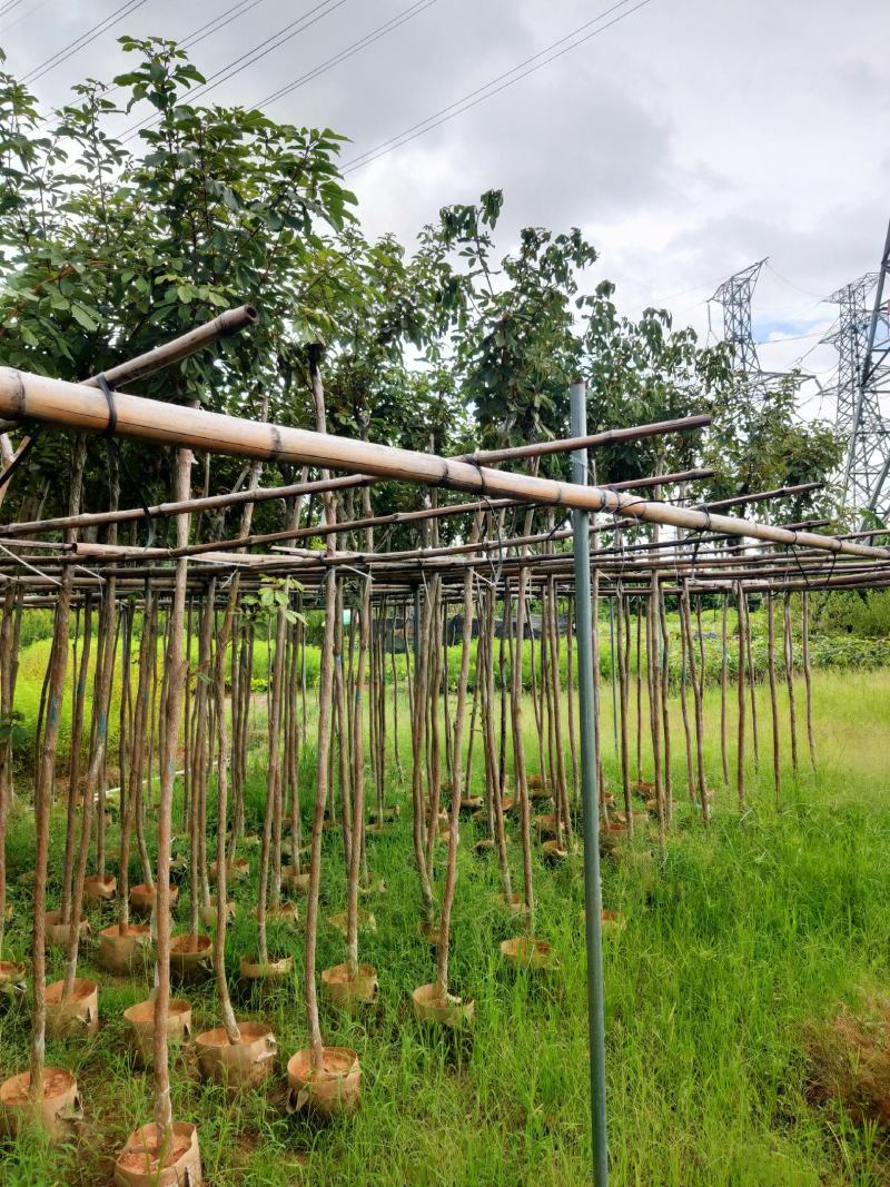 黄花风铃木绿植物工程风景树供应实在绿化景3-4-5分