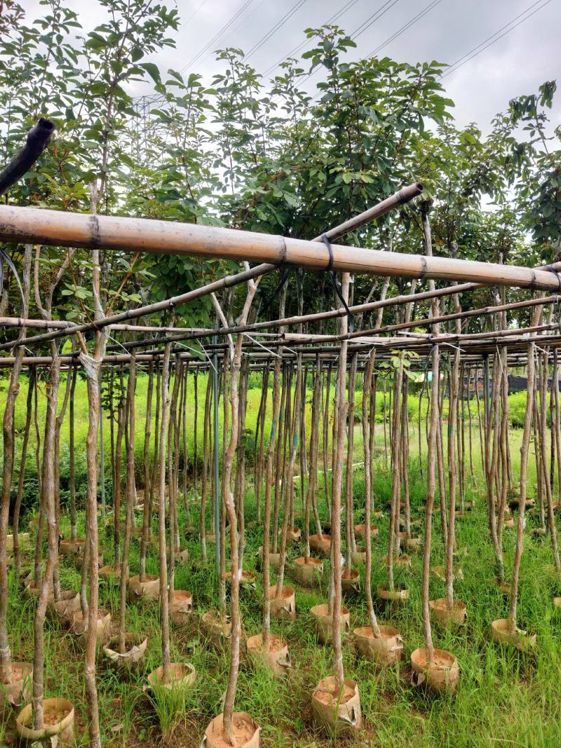 黄花风铃木绿植物工程风景树供应实在绿化景3-4-5分