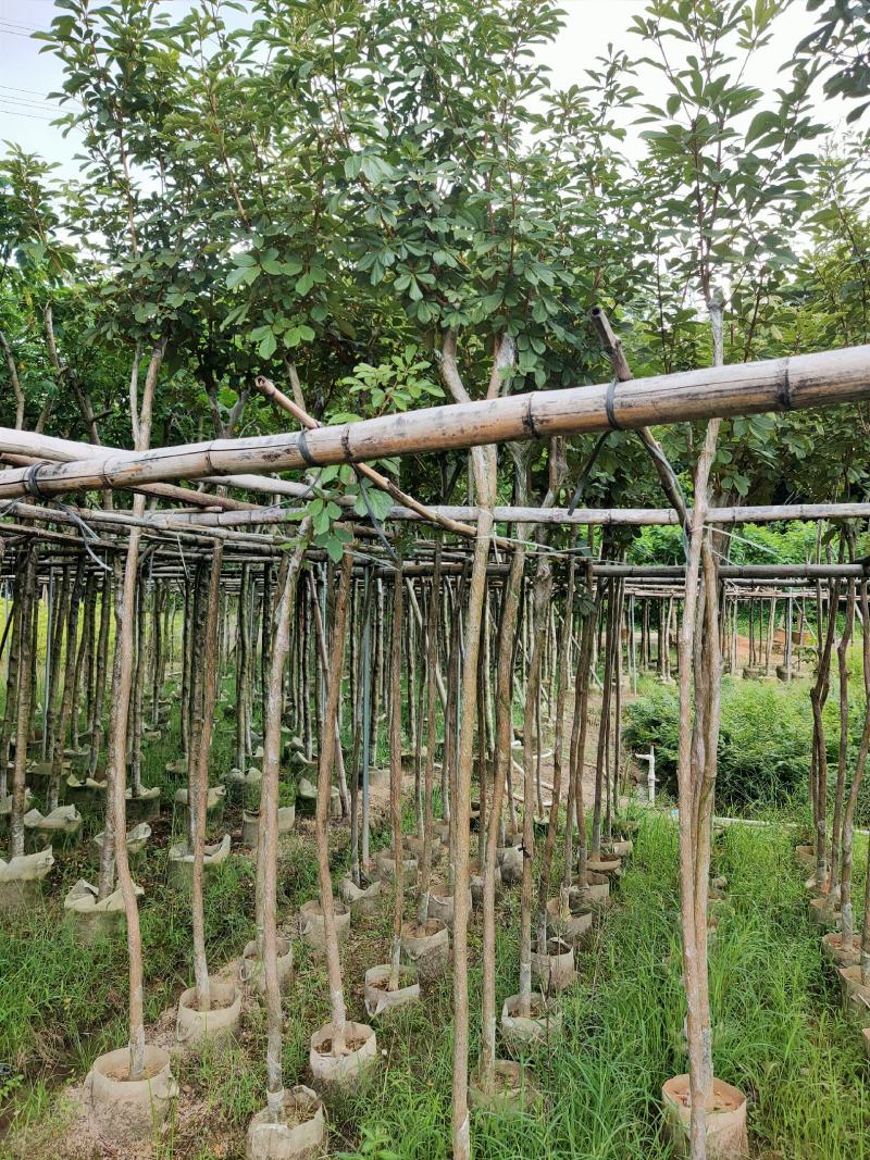 黄花风铃木绿植物工程风景树供应实在绿化景3-4-5分
