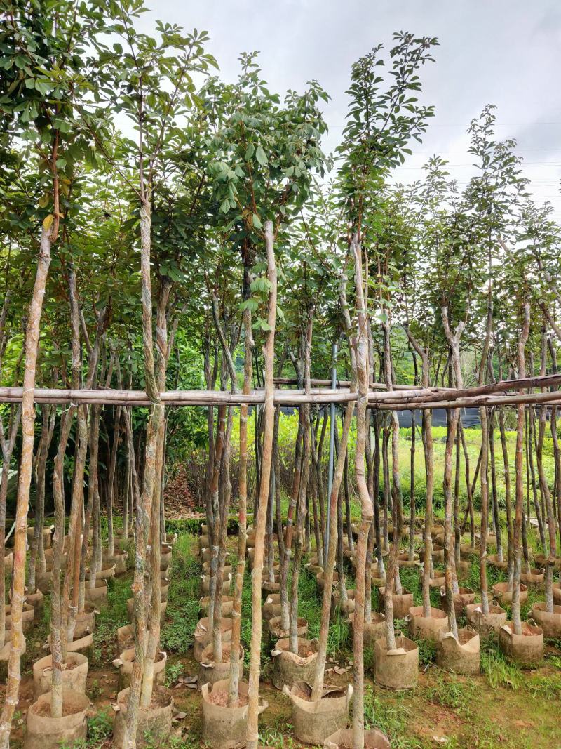 黄花风铃木绿植物工程风景树供应实在绿化景3-4-5分