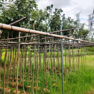 黄花风铃木绿植物工程风景树供应实在绿化景3-4-5分