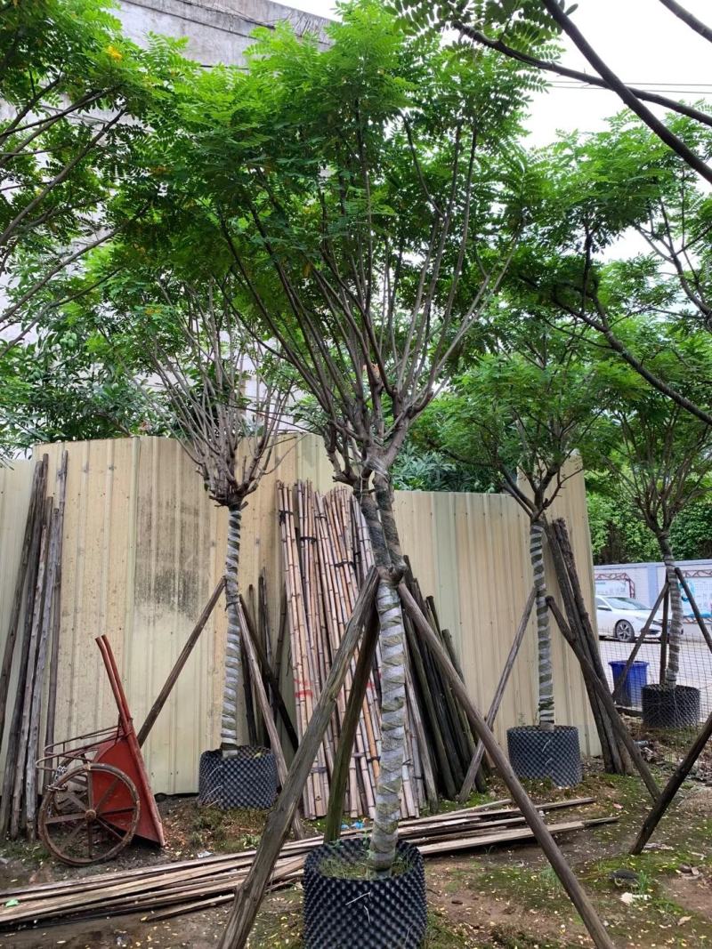 黄花槐苗木基地种植黄花槐大量供应多规格常绿观9-10