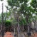 黄花槐苗木基地种植黄花槐大量供应多规格常绿观9-10