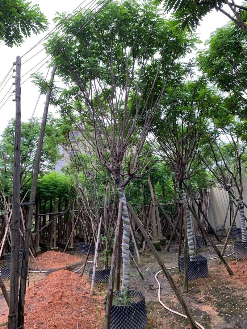 黄花槐苗木基地种植黄花槐大量供应多规格常绿观9-10