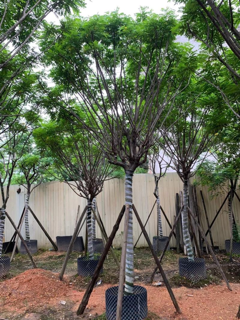 黄花槐苗木基地种植黄花槐大量供应多规格常绿观9-10