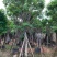 黄花槐苗木基地种植黄花槐大量供应多规格常绿观9-10