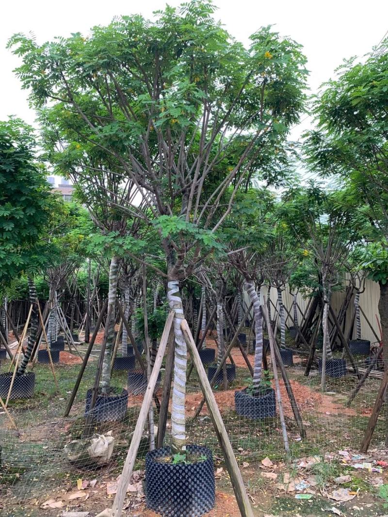 黄花槐苗木基地种植黄花槐大量供应多规格常绿观9-10