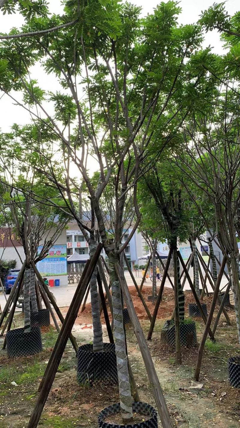 黄花槐苗木基地种植黄花槐大量供应多规格常绿观9-10