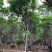 黄花槐苗木基地种植黄花槐大量供应多规格常绿观9-10