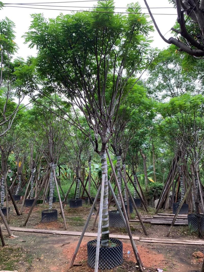 黄花槐苗木基地种植黄花槐大量供应多规格常绿观9-10