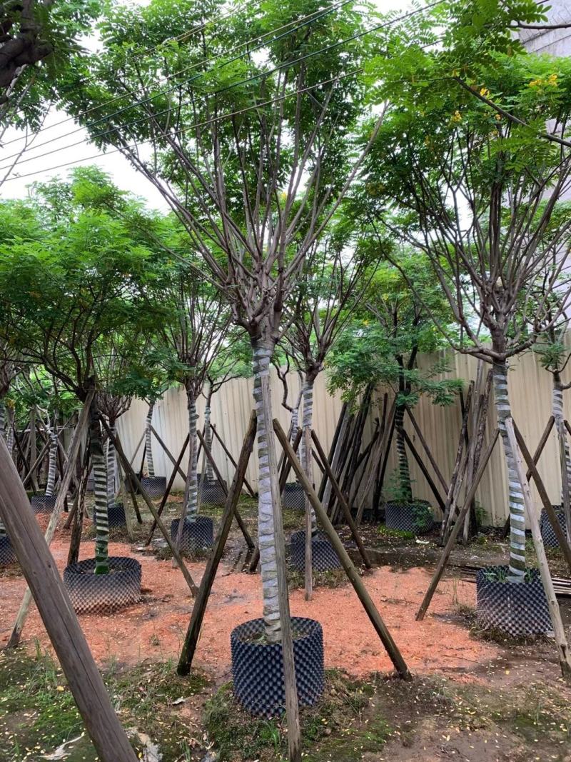 黄花槐苗木基地种植黄花槐大量供应多规格常绿观9-10