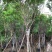 黄花槐苗木基地种植黄花槐大量供应多规格常绿观9-10