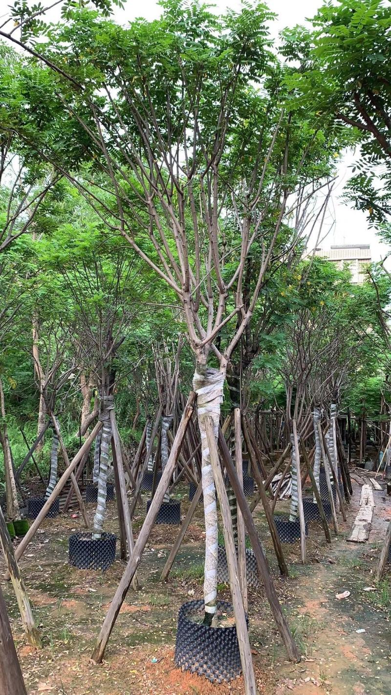 黄花槐苗木基地种植黄花槐大量供应多规格常绿观9-10