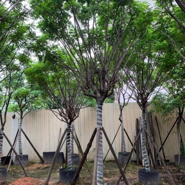 黄花槐苗木基地种植黄花槐大量供应多规格常绿观9-10